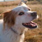 adoption 1772434289379