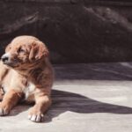 adoption 1772434498742