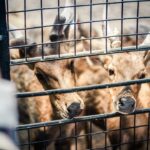 adoption 4OlSm LptCg