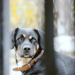 방문'객'을 넘어 '조력자'로: 보호소의 시간을 존중하는 성숙한 동행 4 adoption 4hRQSXi1GKk