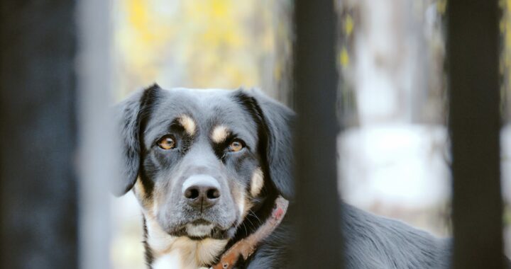 adoption 4hRQSXi1GKk