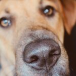 adoption 5dyAw7MLAYs