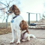 가족의 품으로: 지역별 유기견 보호소 정보 및 입양 가이드 2 adoption 7ZAzCE byvs