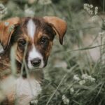 보호소의 조용한 면접: 당신의 첫인상이 아이들의 내일을 결정합니다 4 adoption E2mJWdcMwnE