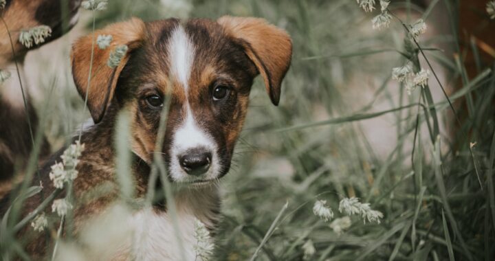 adoption E2mJWdcMwnE