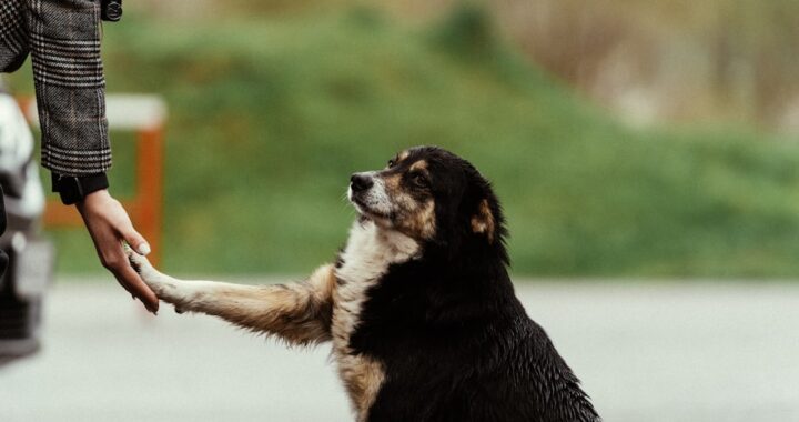 adoption RajS3QY hsE