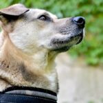 adoption ThTjyylBgWk