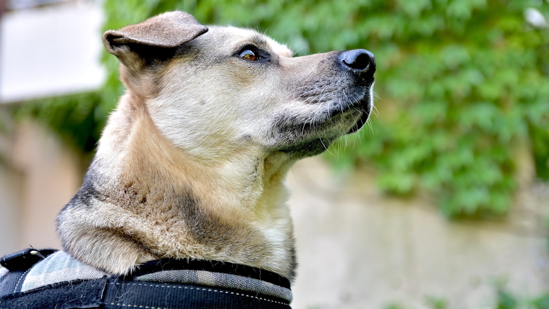 adoption ThTjyylBgWk