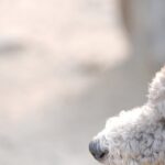 adoption UIVEAo1ikUg