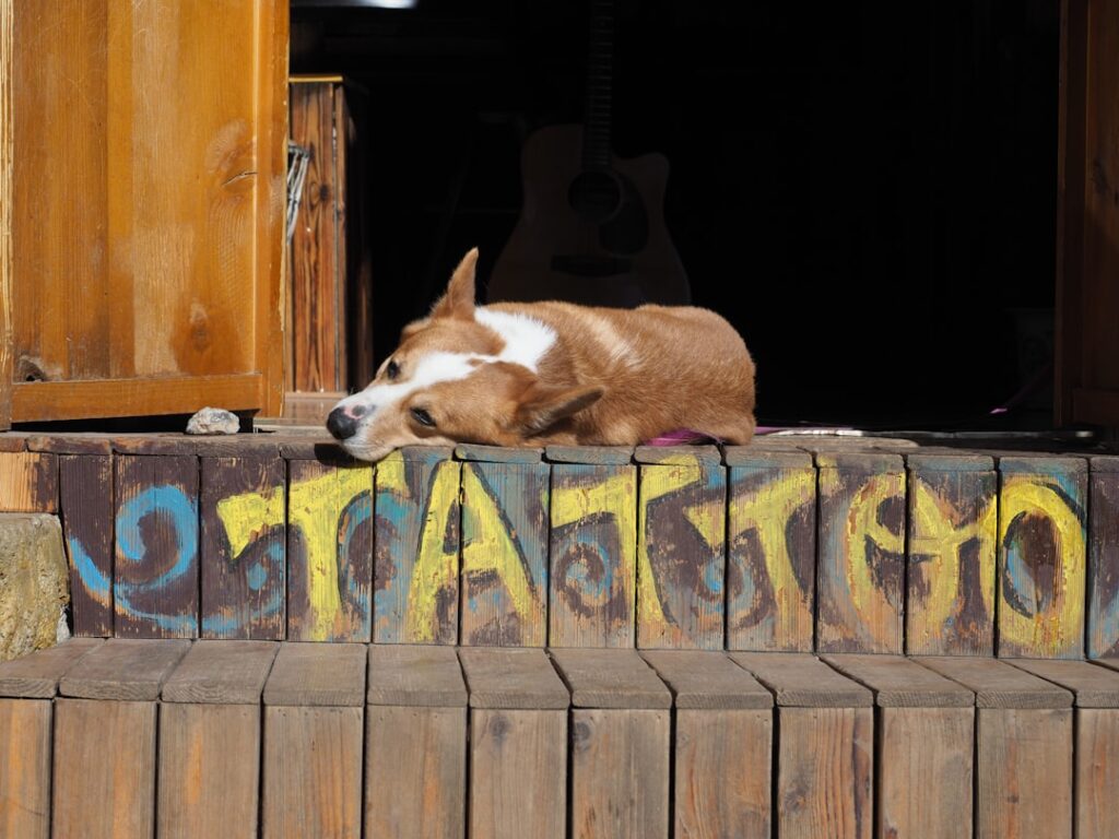 adoption You 6W s538