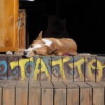 adoption You 6W s538