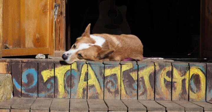 adoption You 6W s538