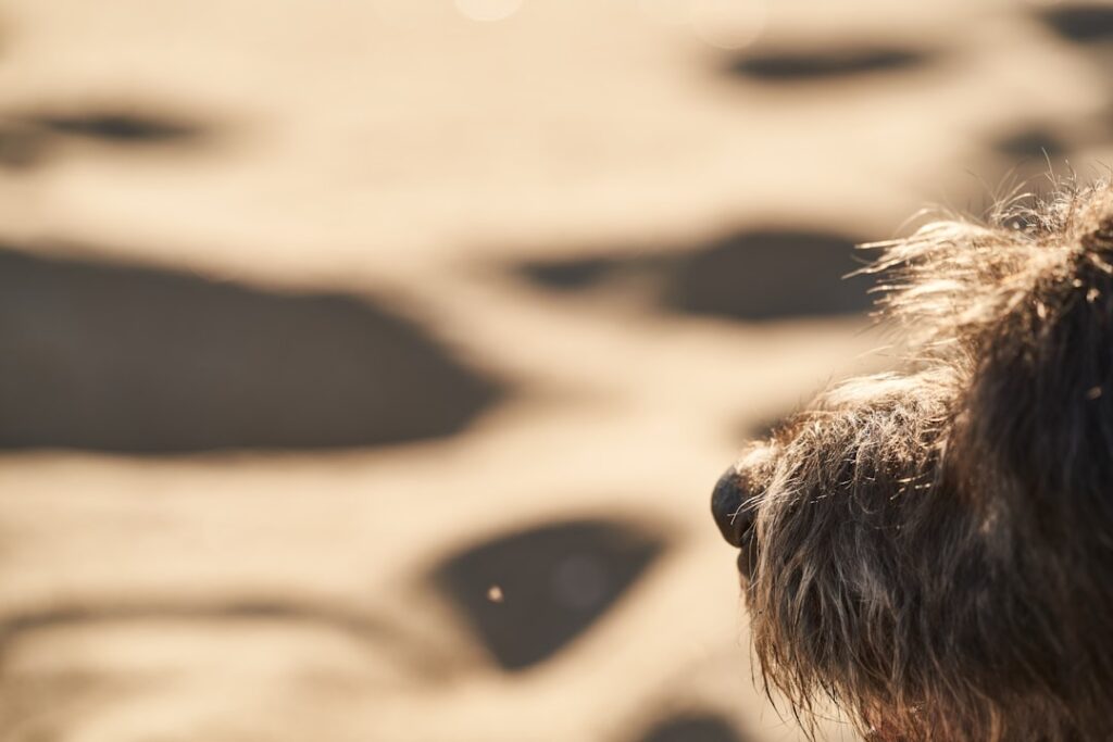 adoption ZAckZ ek5C0