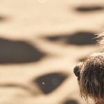 유기견 보호소 첫 방문? 낯선 환경 스트레스 줄이는 7가지 핵심 수칙 5 adoption ZAckZ ek5C0