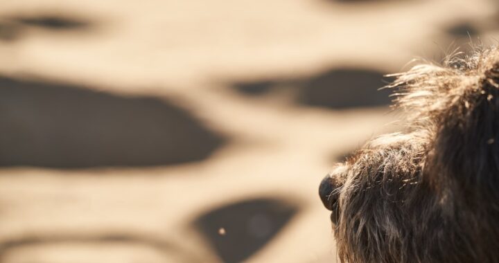 adoption ZAckZ ek5C0