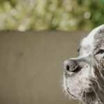 adoption aqEI9pJeCGQ