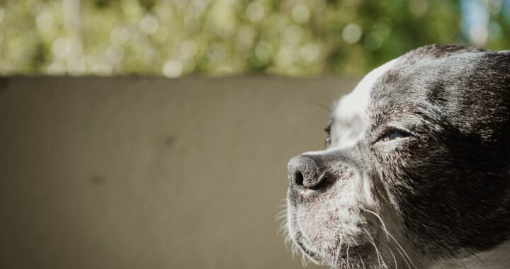 adoption aqEI9pJeCGQ