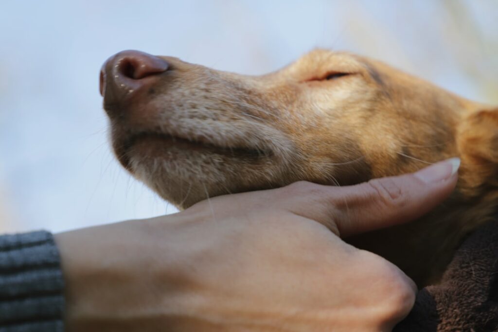 adoption dz4HSShbvqk