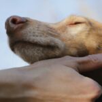 adoption dz4HSShbvqk