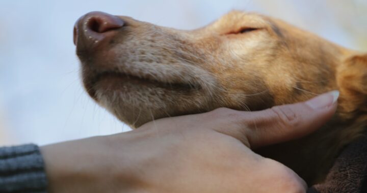 adoption dz4HSShbvqk