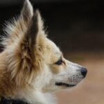 adoption hYAJpcPo eg