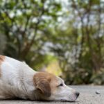 adoption lFtKjdP7zDQ