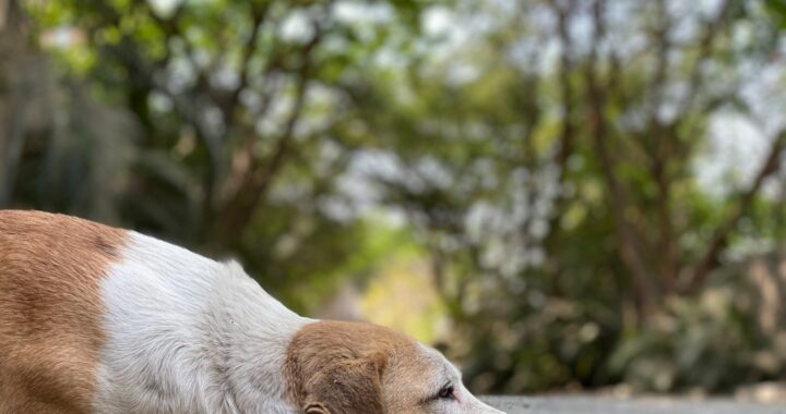 adoption lFtKjdP7zDQ