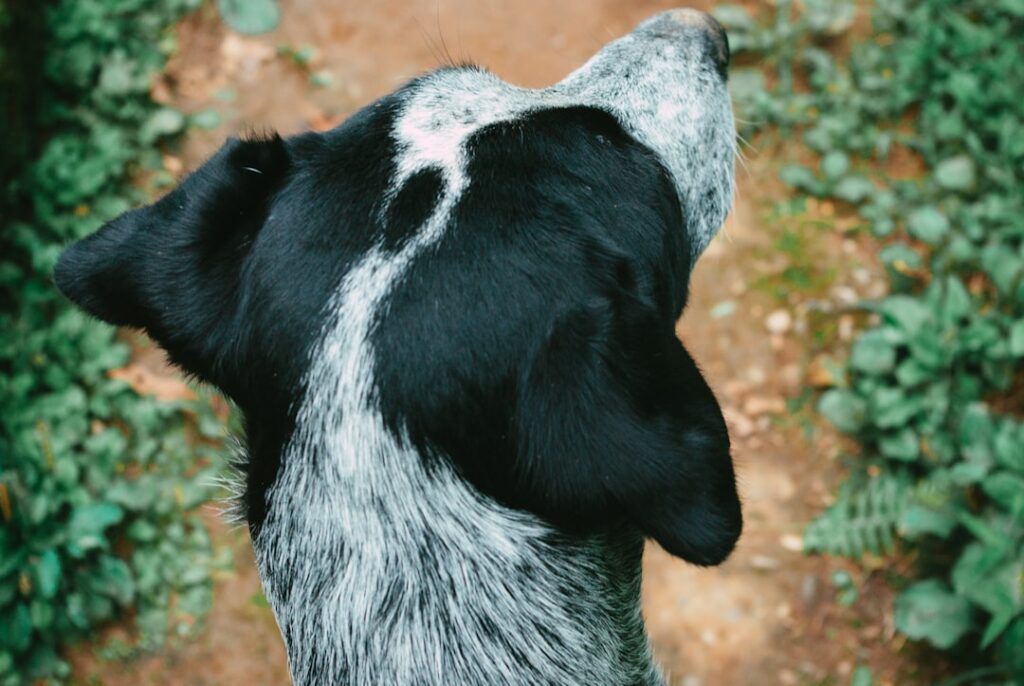 adoption lOXiuluCSpw