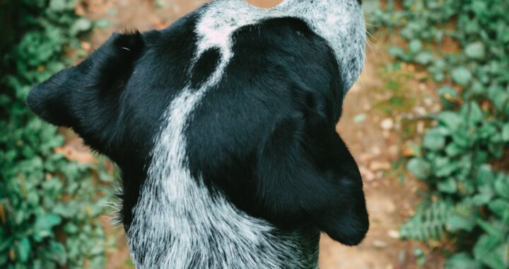 adoption lOXiuluCSpw