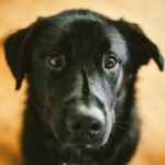 adoption lyC6JP6tSXg