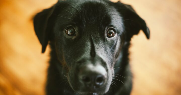 adoption lyC6JP6tSXg