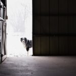 adoption oRKHYSa7EvA