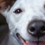 adoption s8iMrwFupaY