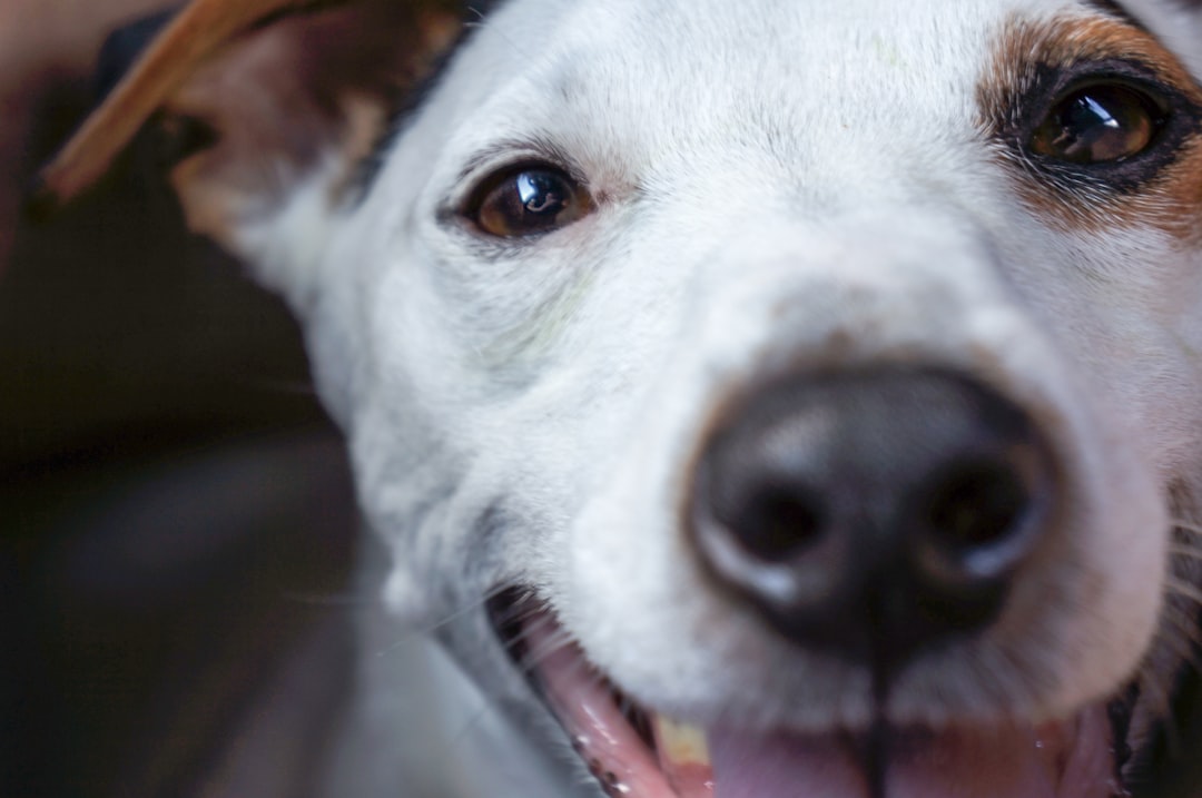 adoption s8iMrwFupaY