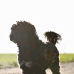 adoption sBmU Ri0eHc