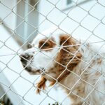 adoption tHerKKyRFhc