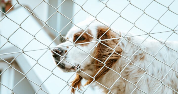 adoption tHerKKyRFhc