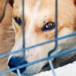 adoption xwpF Hts7jA