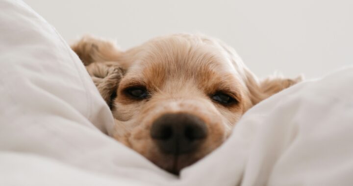 connor home 5tauz4uFeDo unsplash