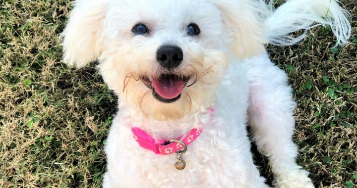 dena simard fq4mvA xJak unsplash