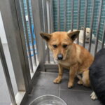 Sora's Gentle Heart: A Timid 믹스견 Seeks International Adoption from South Korea 5 neugle pet 강원 춘천 2026 00039