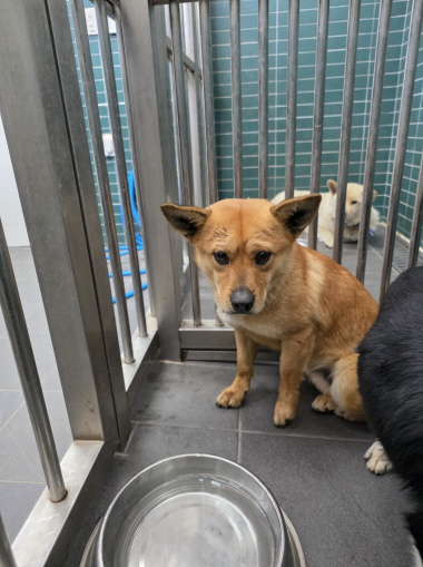 neugle pet 강원 춘천 2026 00039