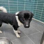 neugle pet 강원 춘천 2026 00040