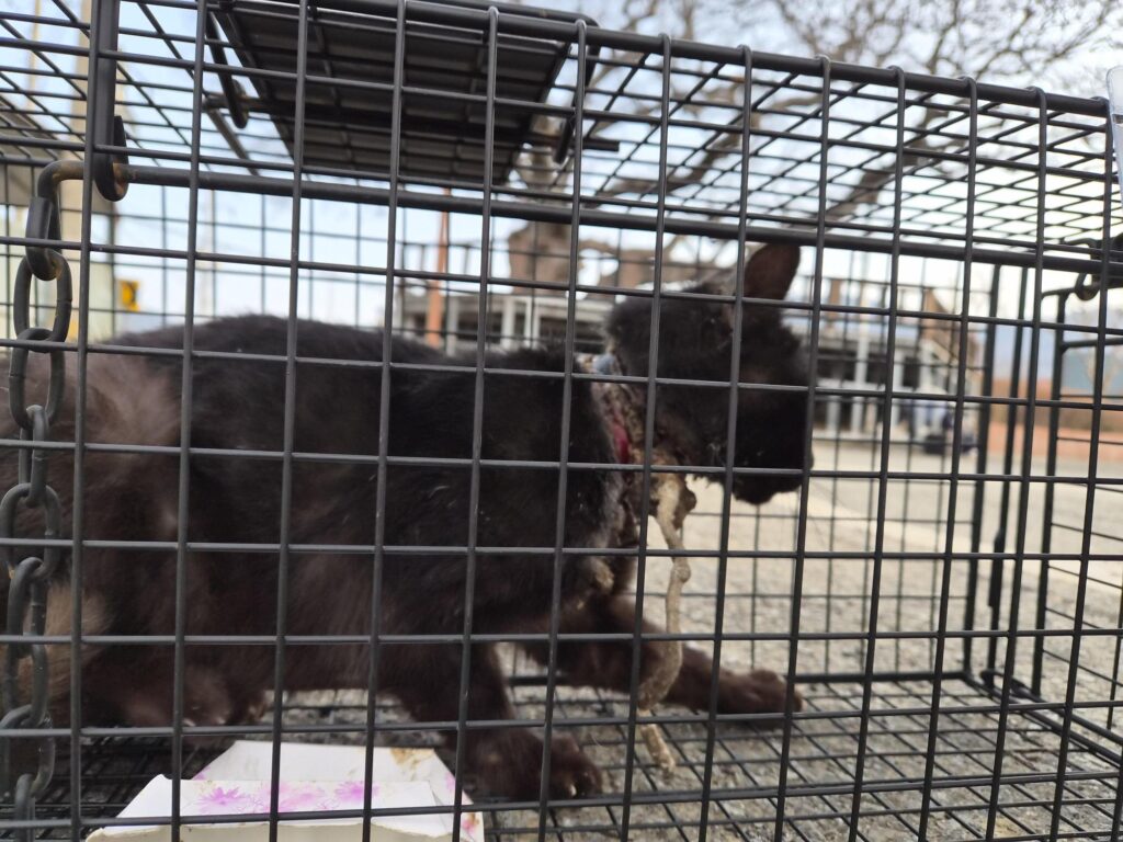 neugle pet 경남 거제 2026 00109