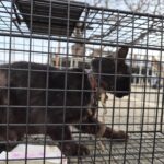 Geoje's Silent Survivor: The Black Cat's Fight for Life and a Call for International Adoption 6 neugle pet 경남 거제 2026 00109