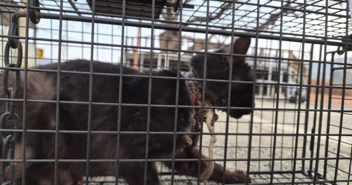 neugle pet 경남 거제 2026 00109