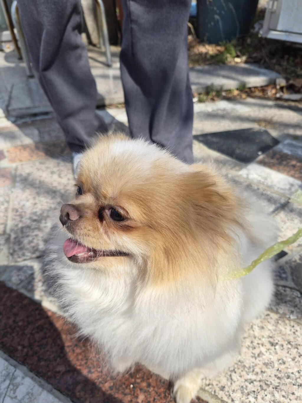 neugle pet 경남 거제 2026 00127