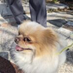 neugle pet 경남 거제 2026 00127