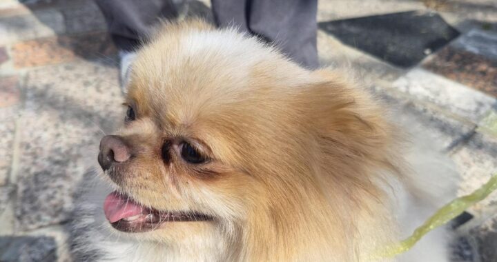 neugle pet 경남 거제 2026 00127