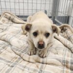 neugle pet 경남 거창 2026 00071